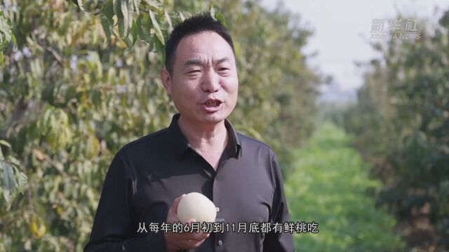 “桃”会长的“桃情结”