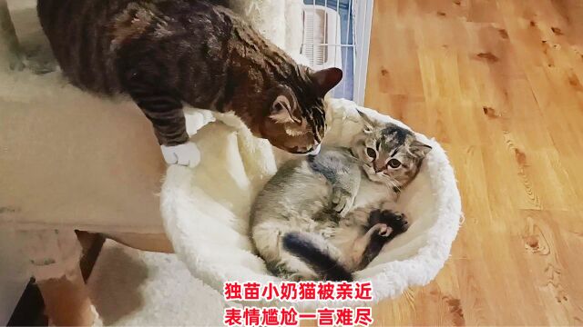 独苗小奶猫上楼被大猫喜欢摸头杀,表情一言难尽好尴尬