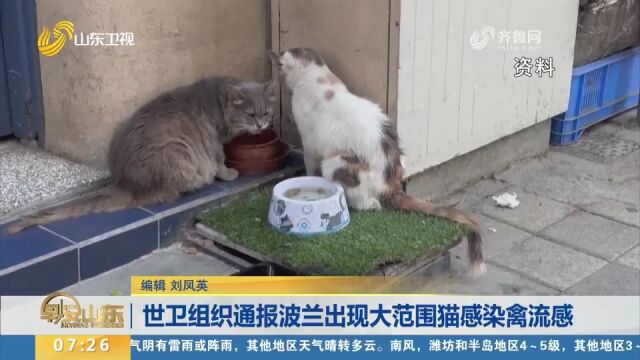 世卫组织通报波兰出现大范围猫感染禽流感,流行病学调查正在进行