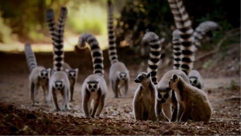 狐猴在马达加斯加繁衍出了百余种类！奇特岛屿上的特殊族群！