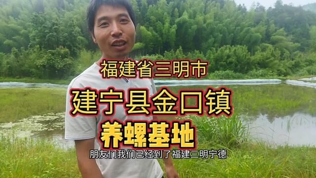 三明市建宁县养螺基地,螺种放下去一个月,满塘都是小田螺 #养殖田螺