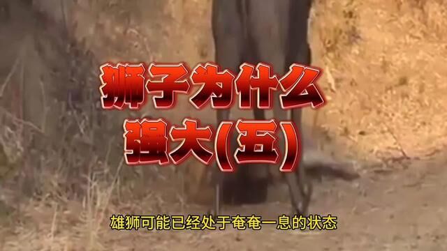 雄狮的死亡抱持#看动物世界品百味人生 #奇妙的动物 #动物世界的战斗 #死亡抱持 #雄狮