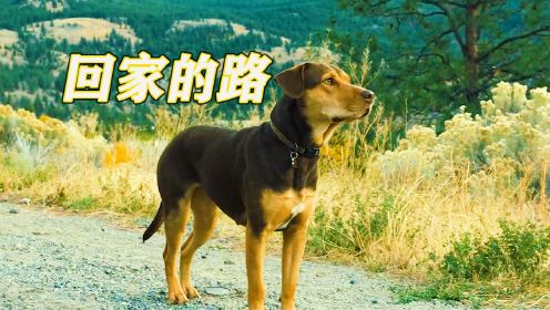 《回家的路》电影解说，狗狗跨越400公里历时2年，只为回到曾经的家！
