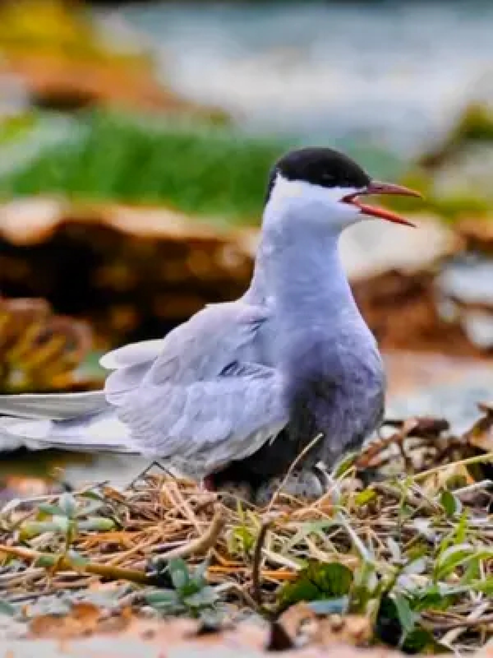 须浮鸥孵蛋#野生鸟类摄影 #爱护大自然爱护动物 #须浮鸥