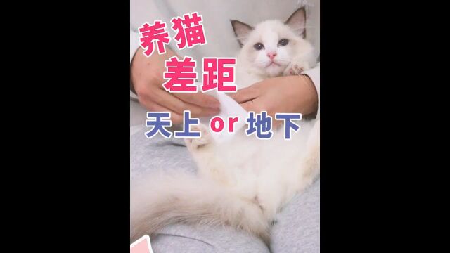 满足养猫所有期望传统系蓝双布偶猫椰椰几米布偶猫家布偶猫舍 #萌宠成精了