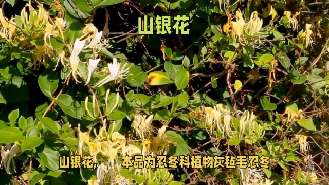 “山银花”日常生活小记