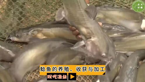 现代渔业之——鲶鱼的养殖、捕捞与加工（老王讲糖系列视频)