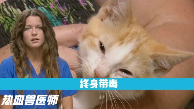 猫咪疱疹病毒:一旦感染终身携带,该如何治疗?