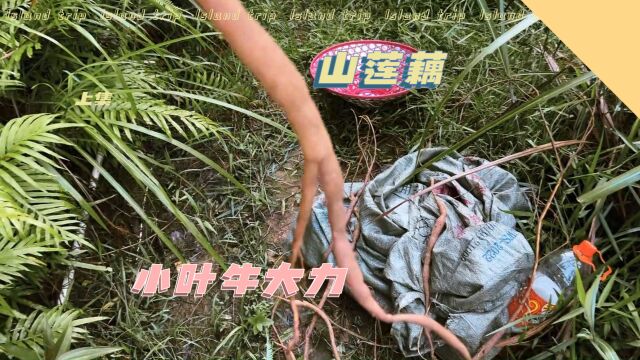 山里的野生牛大力味道甘甜,用它来煲汤和泡酒,其用途懂的人都懂