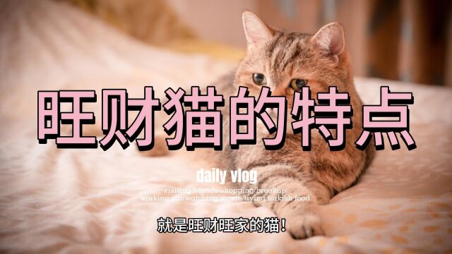 祖师爷直言有这些特征的猫就是旺财旺家的猫