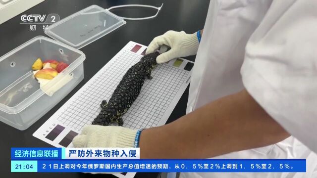 多地已截获“蚂蚁类”外来物种!官方将重点打击→