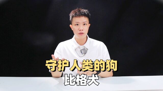 守护人类的狗比格犬!