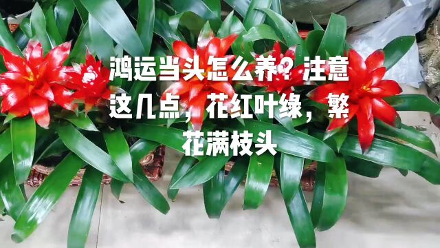 鸿运当头怎么养?注意这几点,花红叶绿,繁花满枝头