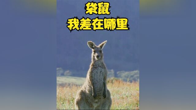 袋鼠;找找自己的原因,工作努不努力 #野生动物