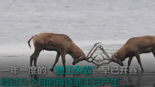 谁与争锋！江苏小洋口湿地年度麋鹿王产生