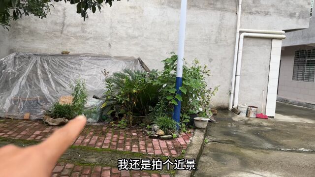 农村无人敢种植的“戒毒草”,全国很多人越吃越上瘾,赶紧认识下