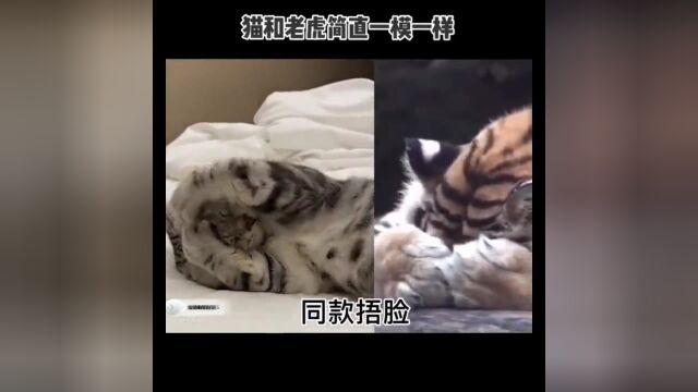 猫跟老虎的行为到底有多像