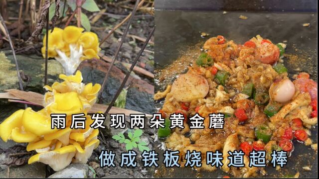  大雨过后在地里发现了两朵黄金蘑菇,做成铁板烧,味道好极了