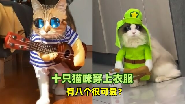 宠物解说:十只猫咪穿上衣服,有八个很可爱?