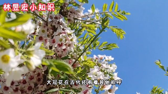 文冠花:绽放在东方神树下的诗意之花