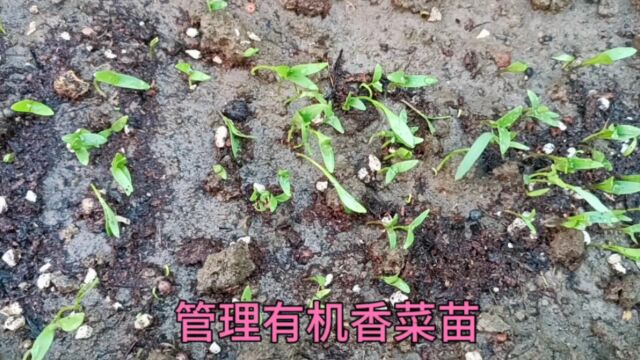 香菜出苗后做好一件事,香菜长势壮没病害不黄叶口感好