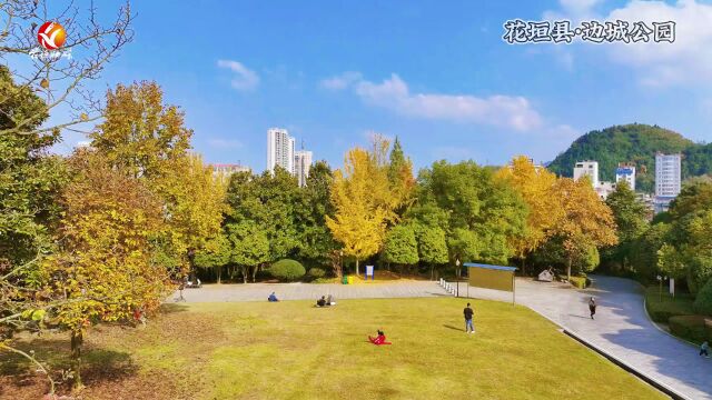 视频 | 花垣:银杏披“金甲” 美景醉游人