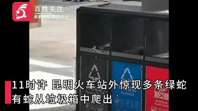 昆明火车站外惊现多条绿蛇在垃圾箱上爬行 警方:系绿瘦蛇无毒...