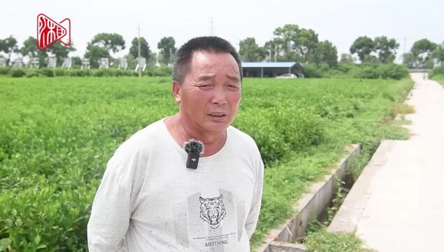 湖南日报特稿|栀子花开漫山野——岳阳市屈原管理区栀子产业发展启示录