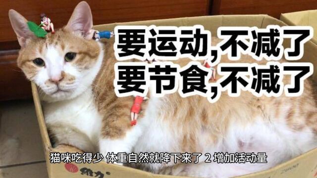 猫咪肥胖怎么减肥?今天就告诉你!