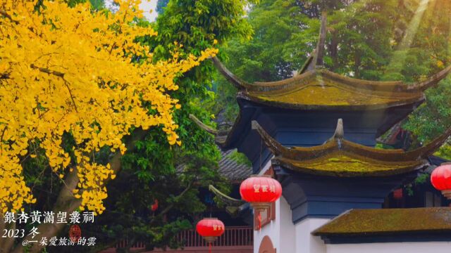 成都郫都区:银杏黄满望丛祠