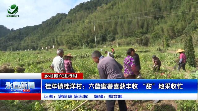 【乡村振兴进行时】桂洋镇桂洋村:六鳌蜜薯喜获丰收 “甜”地采收忙