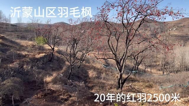 沂蒙山区老汉养了20年的羽毛枫,2500被大哥一锅端了,捡大漏了