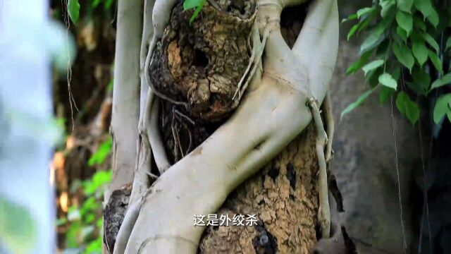 在郑州,闯入“绿野仙踪”,探索植物王国