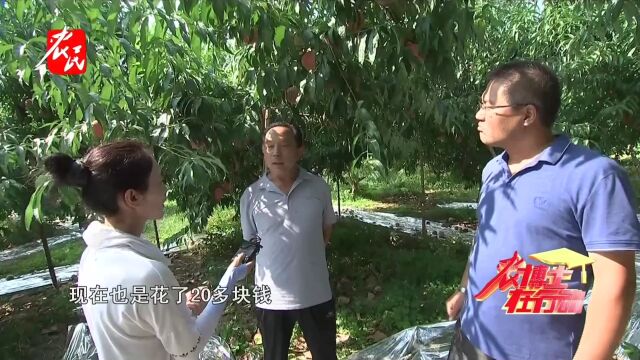 科技助农  晚熟蜜桃种得好 他们有啥好经验?