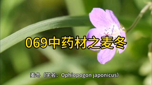 069中药材知识分享之麦冬