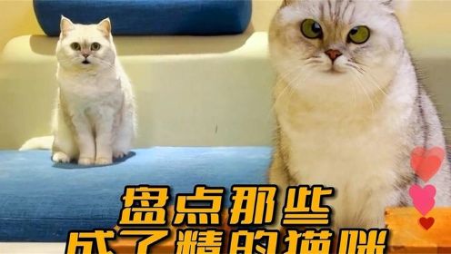 盘点那些成了精的猫咪#猫咪 #动物 #萌宠出道计划 #萌宠成精了