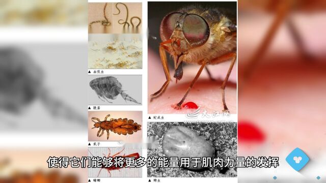 微小生物的惊人力量:甲螨扛起千倍负荷引发热议