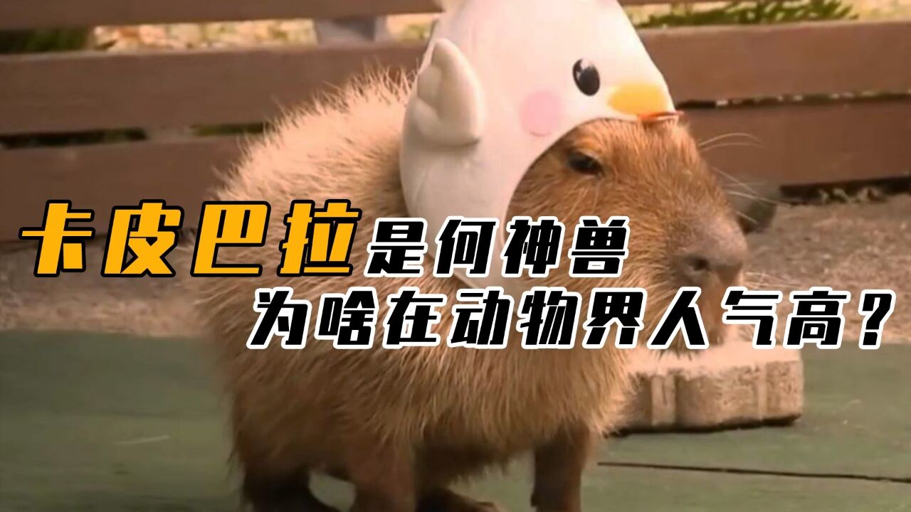 卡皮巴拉是什么生物，明明颜值不高，为何却是动物界“万人迷”？_高清