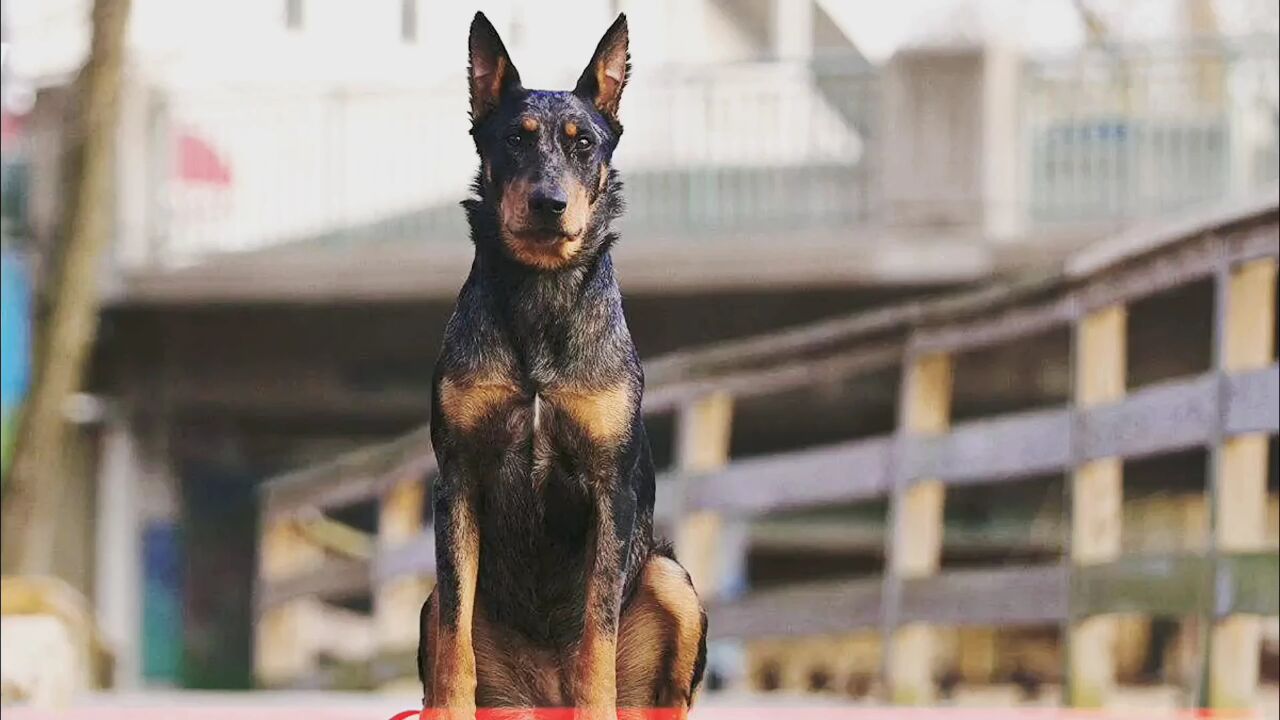 法国本土特有犬种盘点法国狼犬,大白熊犬,布雷猎犬