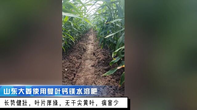 中量元素水溶肥料山东大姜使用蔓叶钙镁水溶肥效果:长势健壮,叶片厚绿,病害少