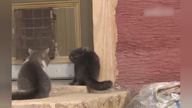 辽宁盘锦:生态灭鼠保护粮仓,“猫咪护粮队”来帮忙