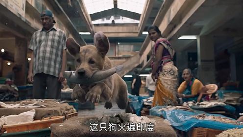 一条火遍印度的狗，最新印度温情片《777查理》