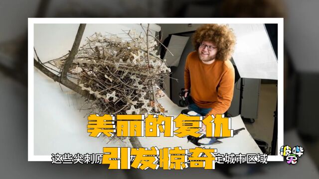 聪明的鸟类利用防鸟尖刺加固巢穴:美丽的复仇引发惊奇