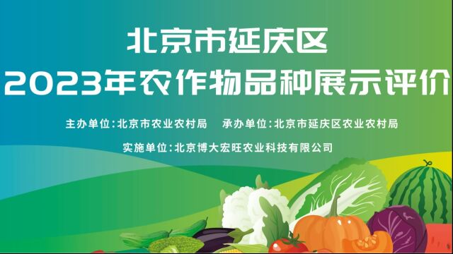 北京市延庆区2023年农作物品种展示评价鲜食玉米评鉴会活动视频