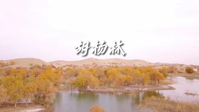 为秋天而生的胡杨林,隐藏在新疆荒漠的“黄金世界”#大漠胡杨林美景 #治愈系风景