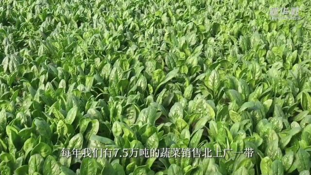 山东高青:沿黄“菜园子”直通粤港澳“菜篮子”