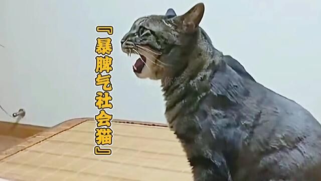 “今天让你见识见识什么是社会猫!”#社会猫 #暴脾气猫咪 #动物成精系列