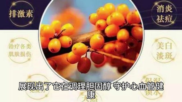 沙棘的功效作用与主治,小小果实,大大能量