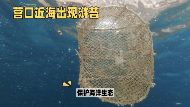 浒苔现象引发关注,探讨如何保护海洋环境