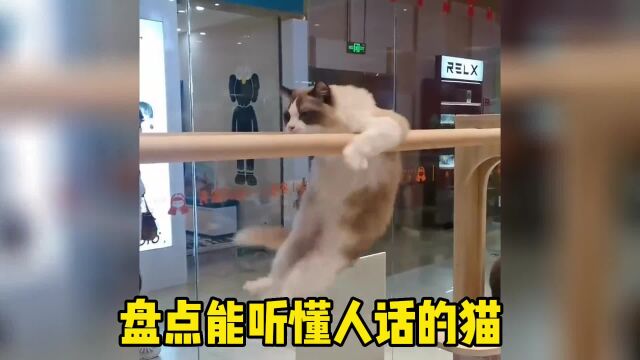 能听懂人话的猫咪也太可爱了吧谁能拒绝傻憨憨的小猫咪专治各种不开心搞笑视频艾特最像它的人萌宠专治不开心